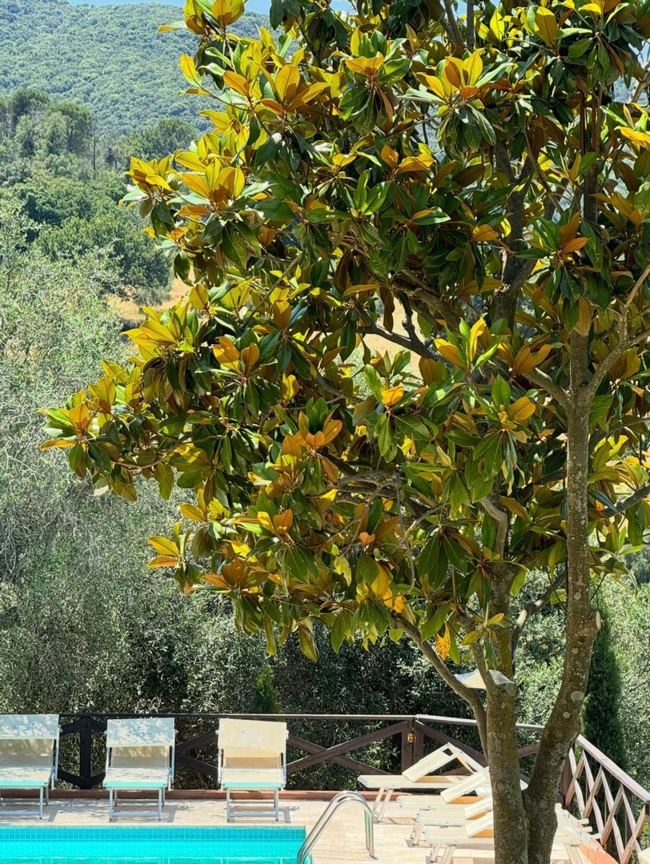 Madonna Del Poggio Cav Aparthotel Scarlino Exterior photo